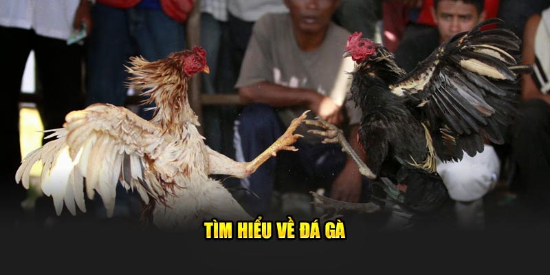 Tìm hiểu về trò chơi đá gà tại nền tảng